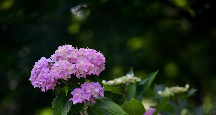 八仙花的寓意与美丽（探索八仙花的花语）