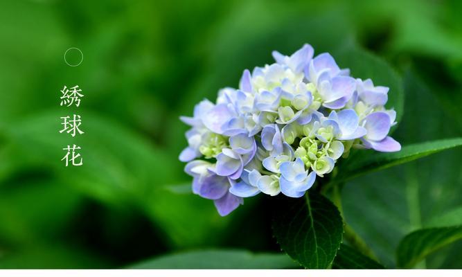 八仙花的寓意与美丽（探索八仙花的花语）