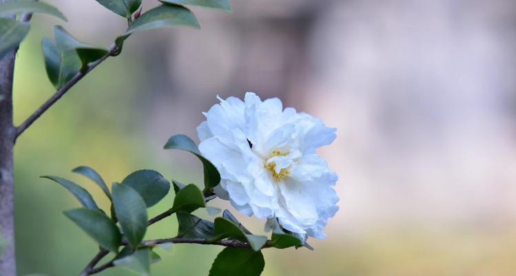 白茶花花语（揭秘白茶花的花语）