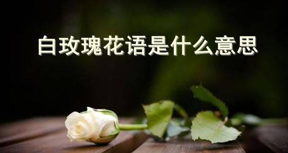 三朵玫瑰花语的深层意义（探寻三朵玫瑰背后蕴含的情感与寓意）