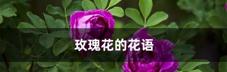 花语之玫瑰（解读玫瑰花语中数量的隐含意义）