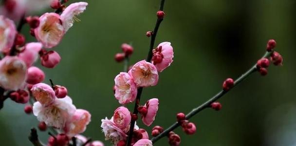 梅花的象征意义及文化内涵（寒冬中的生命之蕊——梅花的美丽与力量）