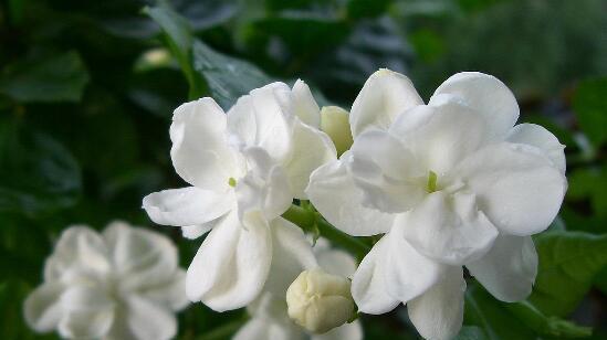 茉莉花花语之美丽与纯洁（探寻茉莉花所传递的深意）