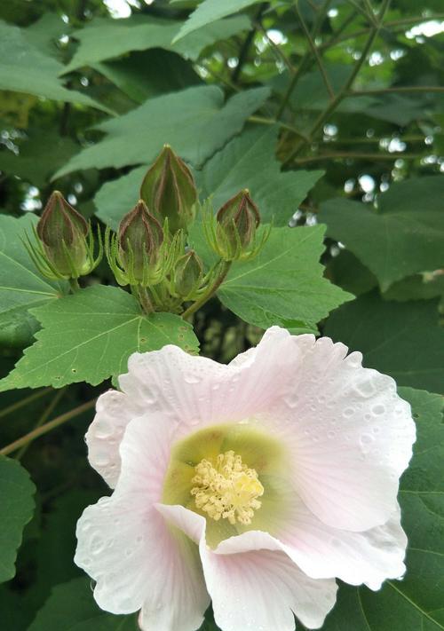 以木芙蓉花语木芙蓉传说为主题的文章（探寻木芙蓉的神秘之美）