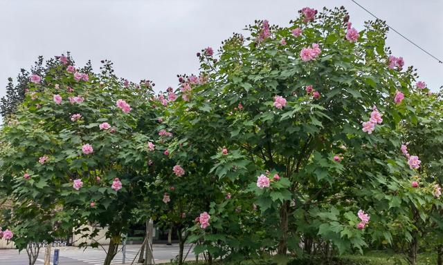 以木芙蓉花语木芙蓉传说为主题的文章（探寻木芙蓉的神秘之美）