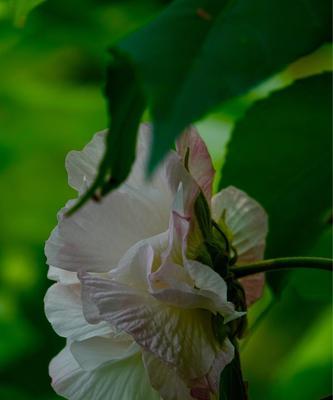 以木芙蓉花语木芙蓉传说为主题的文章（探寻木芙蓉的神秘之美）