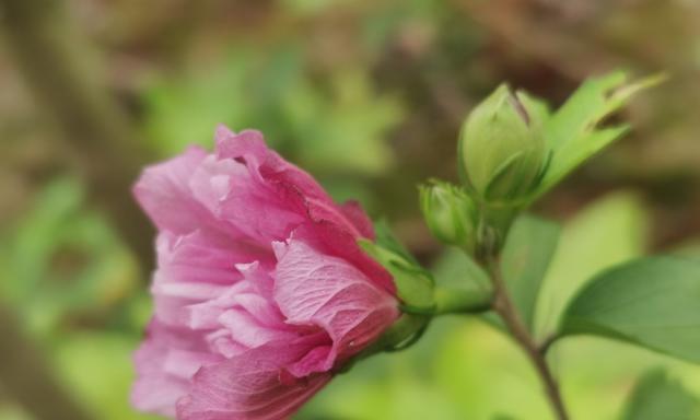 木槿花的花语——守望与坚持（木槿花）