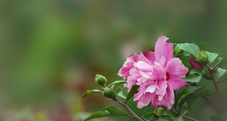 木槿花（解读木槿花的寓意与象征意义）