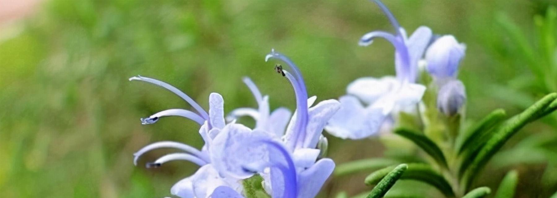 木兰花（探寻木兰花花语的深层内涵）