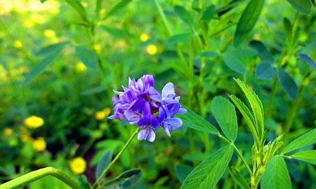 苜蓿花语及其寓意（探索苜蓿花背后的秘密与象征意义）