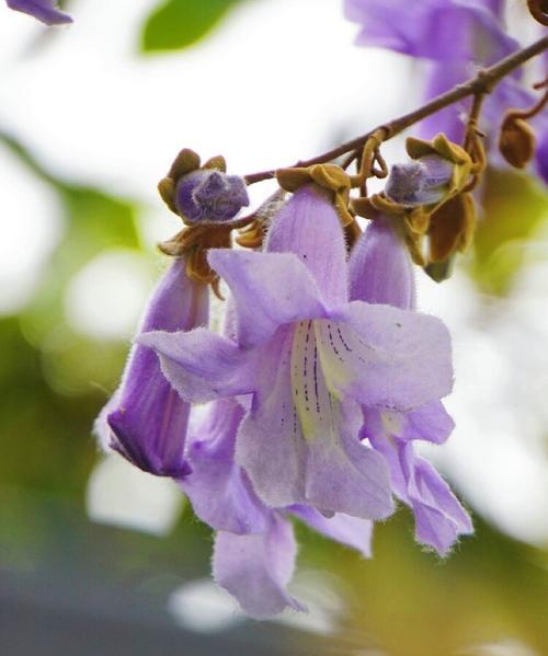 泡桐花的花语与寓意（探寻泡桐花的象征和文化）