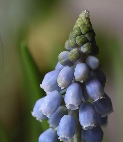 葡萄风信子花语（诠释爱意的美丽花语）