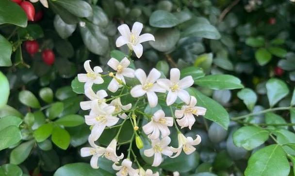 七里香花语（探索七里香花语的深意与神奇）