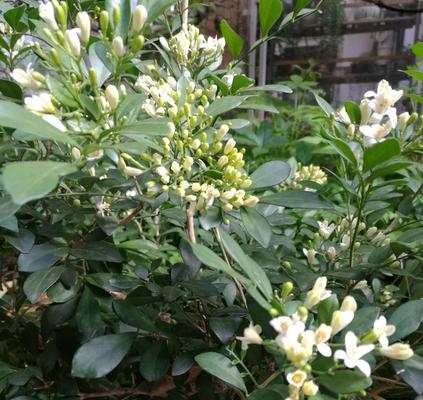 七里香花语（探索七里香花语的深意与神奇）