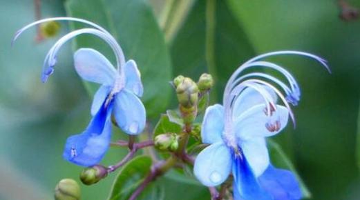 千代兰花的花语和寓意（一朵千代兰）