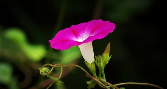 牵牛花的花语与意义（探寻牵牛花的深意）