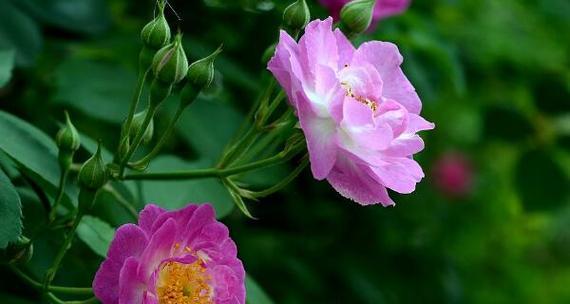 深红色蔷薇花花语（以红色蔷薇传递圣诞祝福）