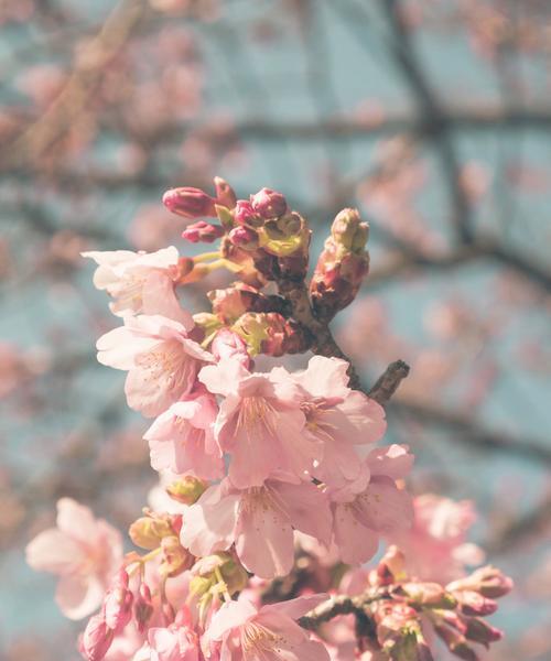 樱花盛开，绽放生命之美（日本国花樱花寓意与象征意义）