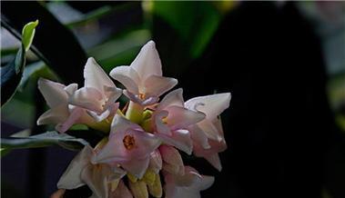 瑞香花语（探寻瑞香花的花语和象征意义）