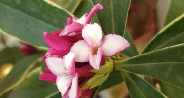 瑞香花语（探寻瑞香花的花语和象征意义）