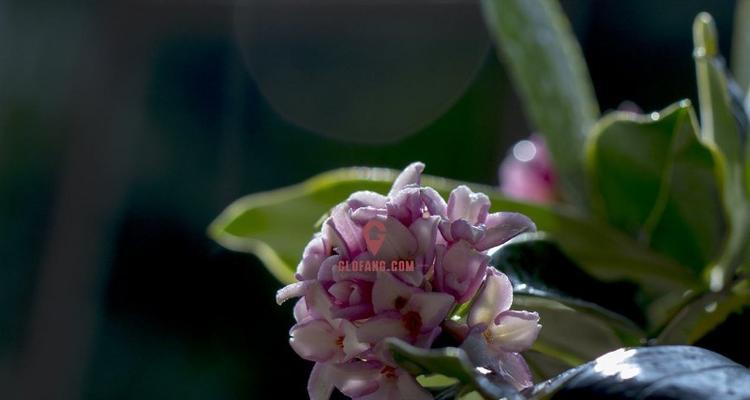 瑞香花语（探寻瑞香花的花语和象征意义）