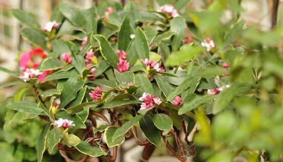 瑞香花的花语及其意义（揭示瑞香花背后的深意）