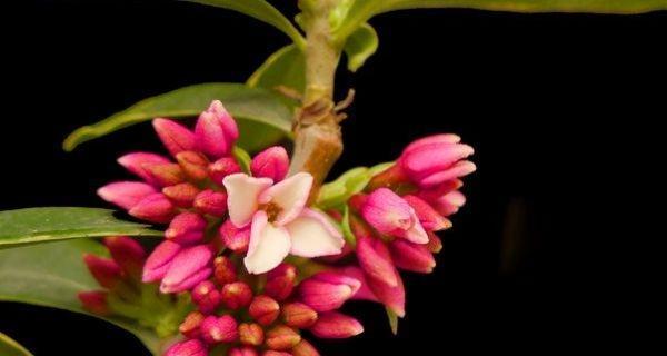 瑞香花的花语及其意义（揭示瑞香花背后的深意）