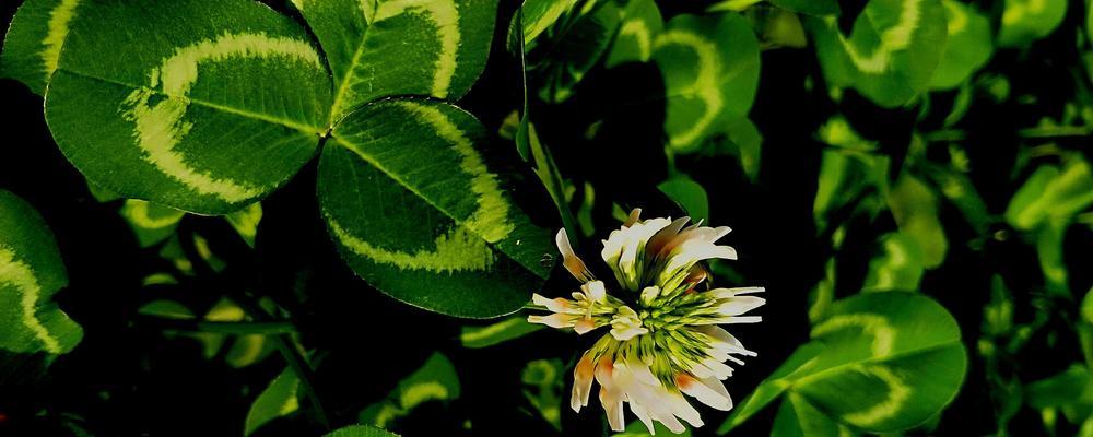 探索三轮草花语（传递情感、表达祝福、传承文化）