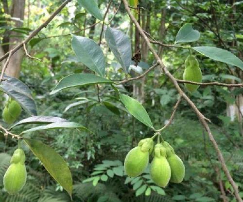 沉香树种植技术与管理（了解沉香树的生长环境与栽培技巧）