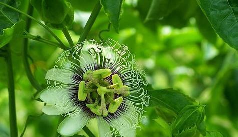 百香果栽种后多久挂果（百香果苗的种植与管理）