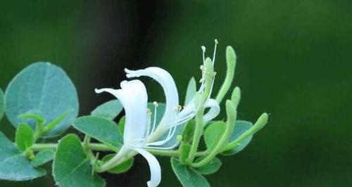 金银花种子怎么种植（金银花种植技术要点）