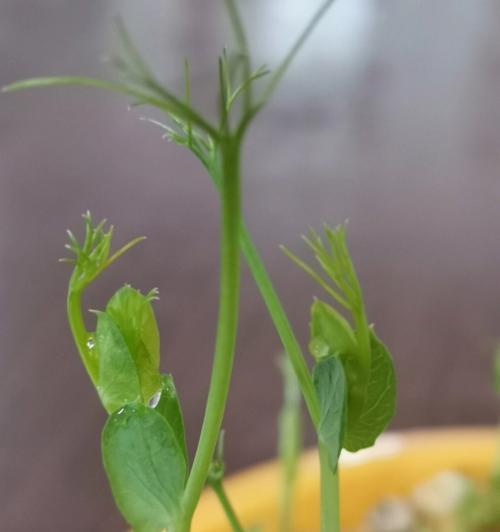 芽苗菜是怎样栽培出来的（芽苗菜栽培技术要点）