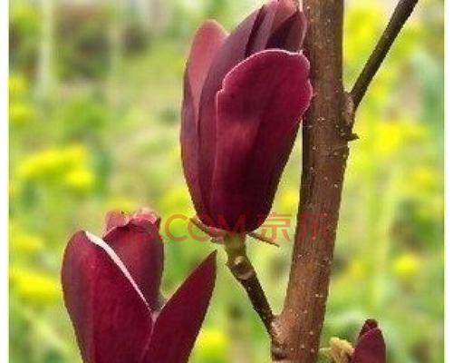 玉兰花什么时候种植（玉兰花种植时间与方法）