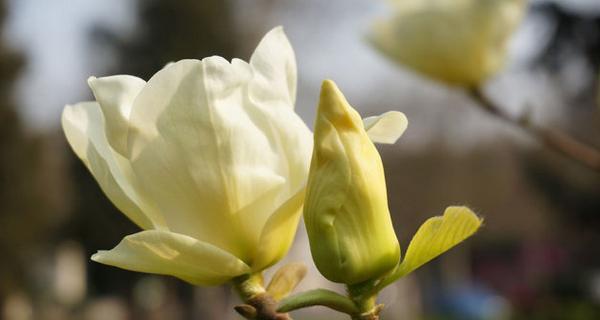 玉兰花什么时候种植（玉兰花种植时间与方法）