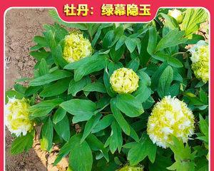 牡丹花苗怎样种（牡丹花种植方法和时间）