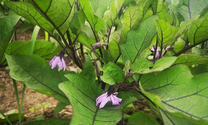 茄子怎么种植（茄子种植技术与管理）