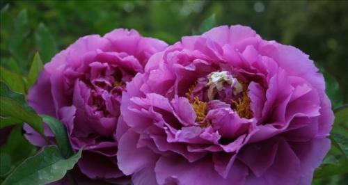 牡丹花什么季节开放（关于牡丹花开花时间）