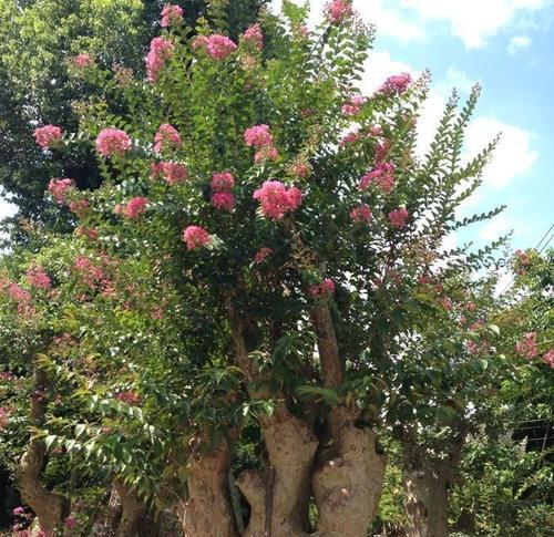 百日红树怎样修剪（百日红盆景种植方法讲解）