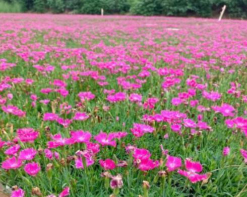 欧石竹花种怎么种（欧石竹种植方法步骤）