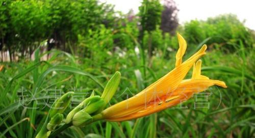 黄花菜什么季节种植（有关黄花菜种植方法和时间）