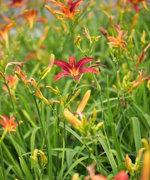 黄花菜什么季节种植（有关黄花菜种植方法和时间）