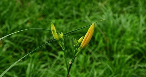 黄花菜什么季节种植（有关黄花菜种植方法和时间）