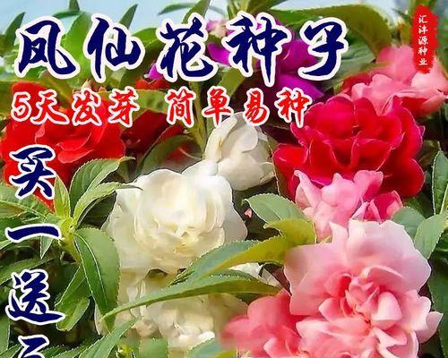 凤仙花怎样种植（凤仙花种植方法步骤）