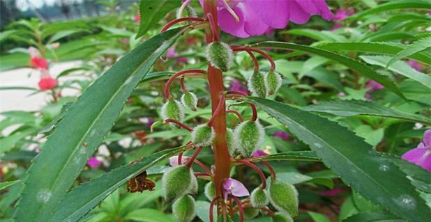 凤仙花怎样种植（凤仙花种植方法步骤）