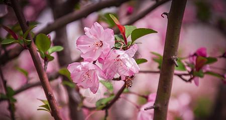 三月开什么花什么特点（三月具有代表性的花卉）