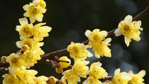 梅花什么时候开花哪个季节（观赏梅花花期简介）