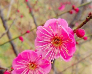 梅花什么时候开花哪个季节（观赏梅花花期简介）