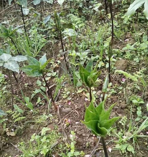 重楼的种子要怎么种植（重楼种植条件和方法）