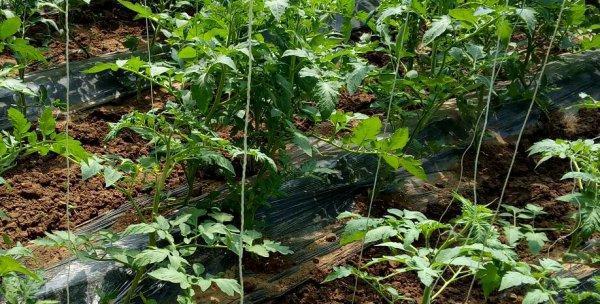 羊角蜜怎么整枝打岔（羊角蜜种植方法和技巧）