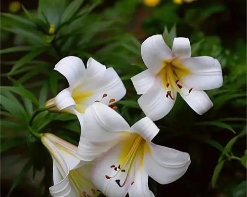 夏水仙花语传递的爱与美（美丽的夏水仙）